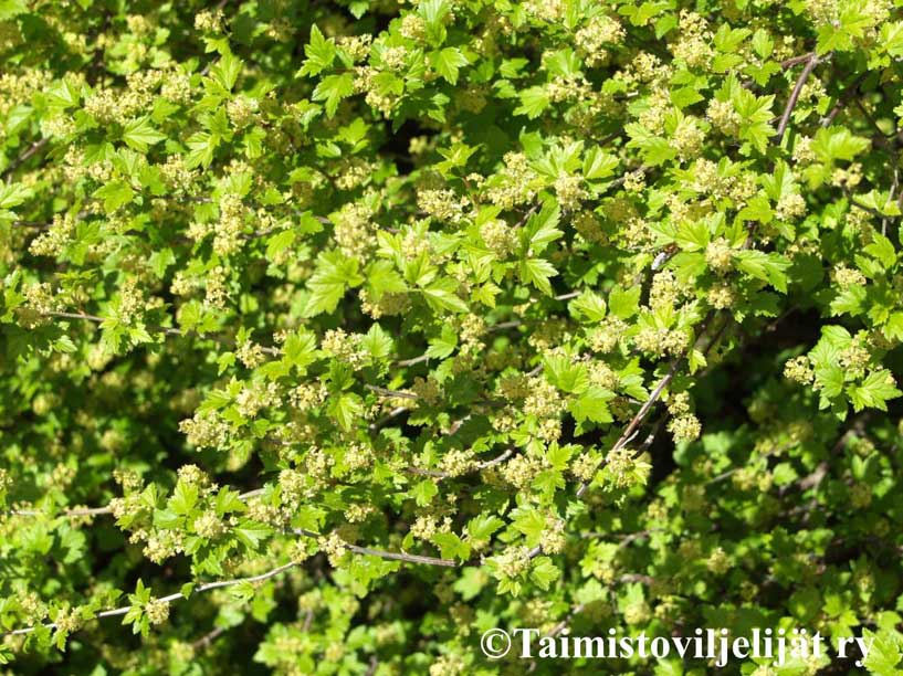 Taikinamarja